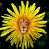Dandy Lion - @liondandy205 - Poshmark